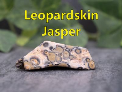 Leopardskin Jasper
Leopardskin, not a true Jasper, but actually a form of Rhyollite. This stone has been used since ancient times and is believed to have been used in the Middle East in the 5th century BC. In ancient Greece and Rome, it was used as an amulet to protect its wearer from danger.   This stone comes from Mexico. 

