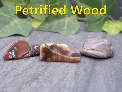 Petrified Wood
Petrified wood is actually fossilized trees, with growth rings still  visible in some material.  Petrified Wood is also the official gemstone of Washington State.  This material comes from Washington and Oregon.

