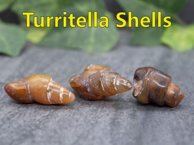 Turritella Shells
These are fossilized shells which are found in Wyoming, US
