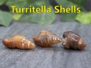 TurritellaShells01.jpg