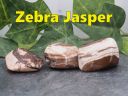 ZebraJasper.jpg